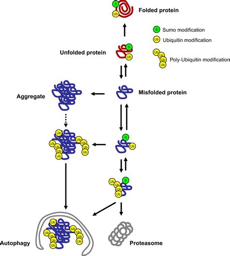 ajp cell physiology